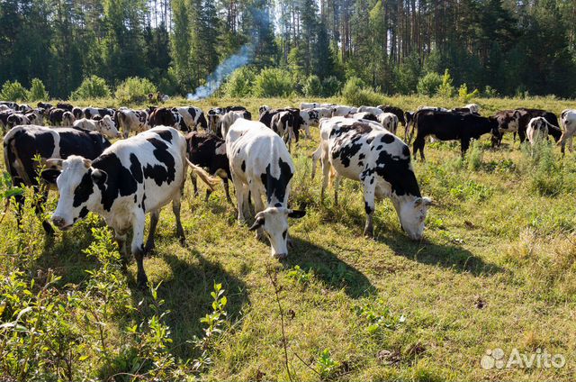 Где Купить Корову В Свердловской Области