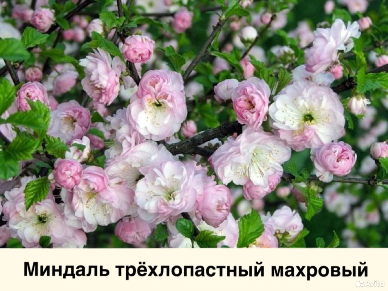 Саженцы и декоративные растения, качественный поса купить на Зозу.ру - фотография № 9