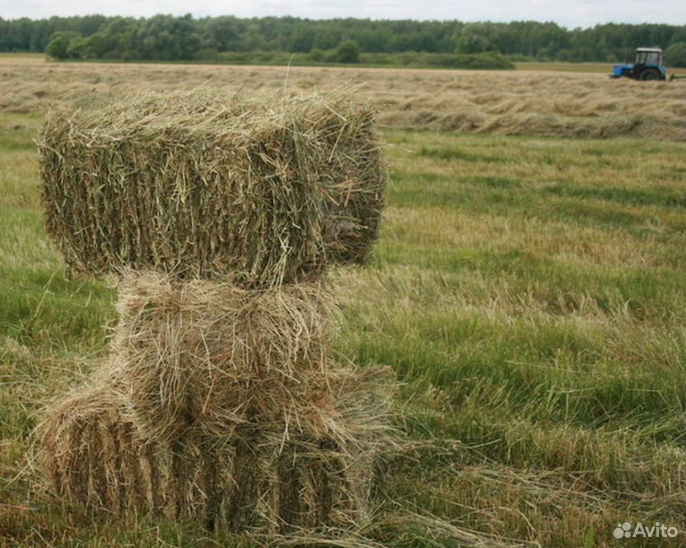 Кукуруза,пшеница,ячмень,комбикорм купить на Зозу.ру - фотография № 4