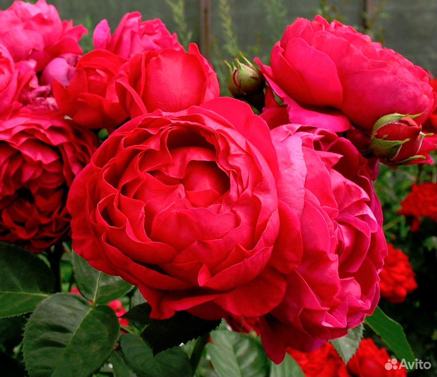 Розы чайно-гибридные купить на Зозу.ру - фотография № 1