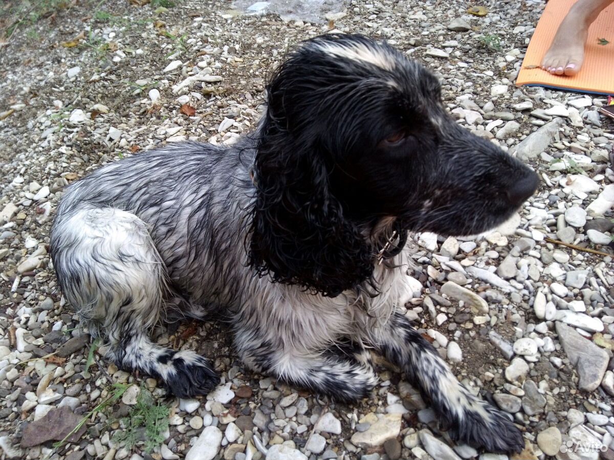 Стив тим спаниель. Собаки кокер спаниель случка. Русский охотничий спаниель. Вязка спаниелей. Колумбийский кокер-спаниель.