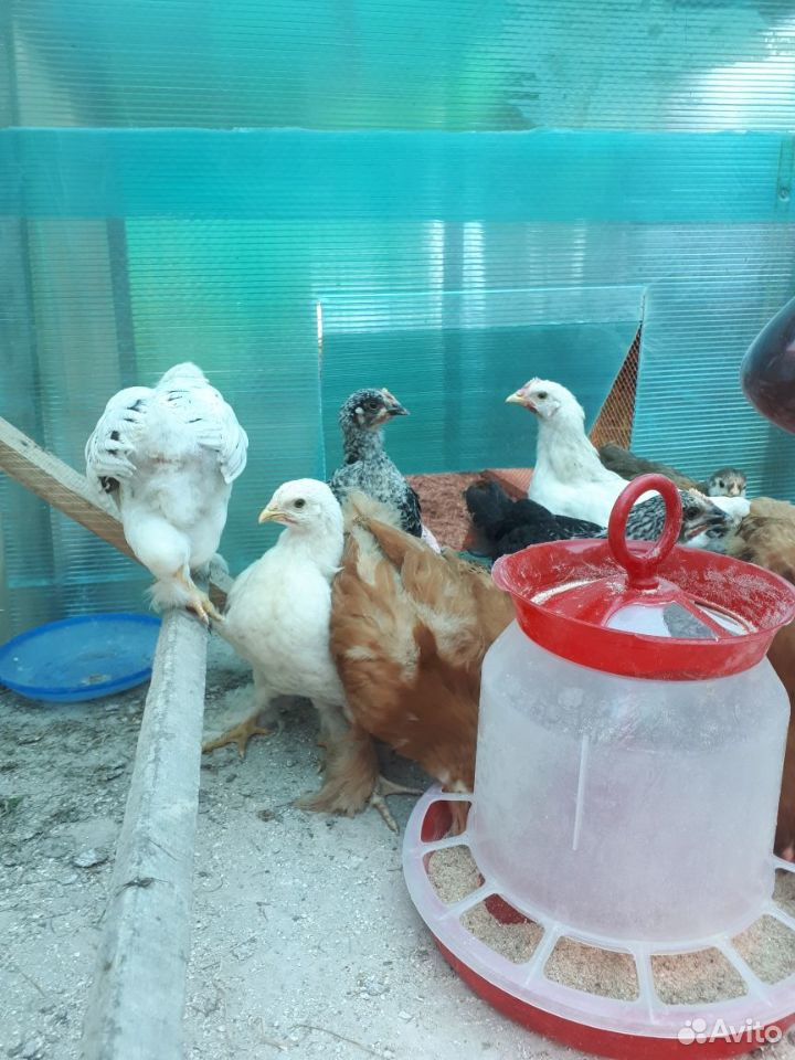 Продам цыплят,вылуп 5 июня купить на Зозу.ру - фотография № 5