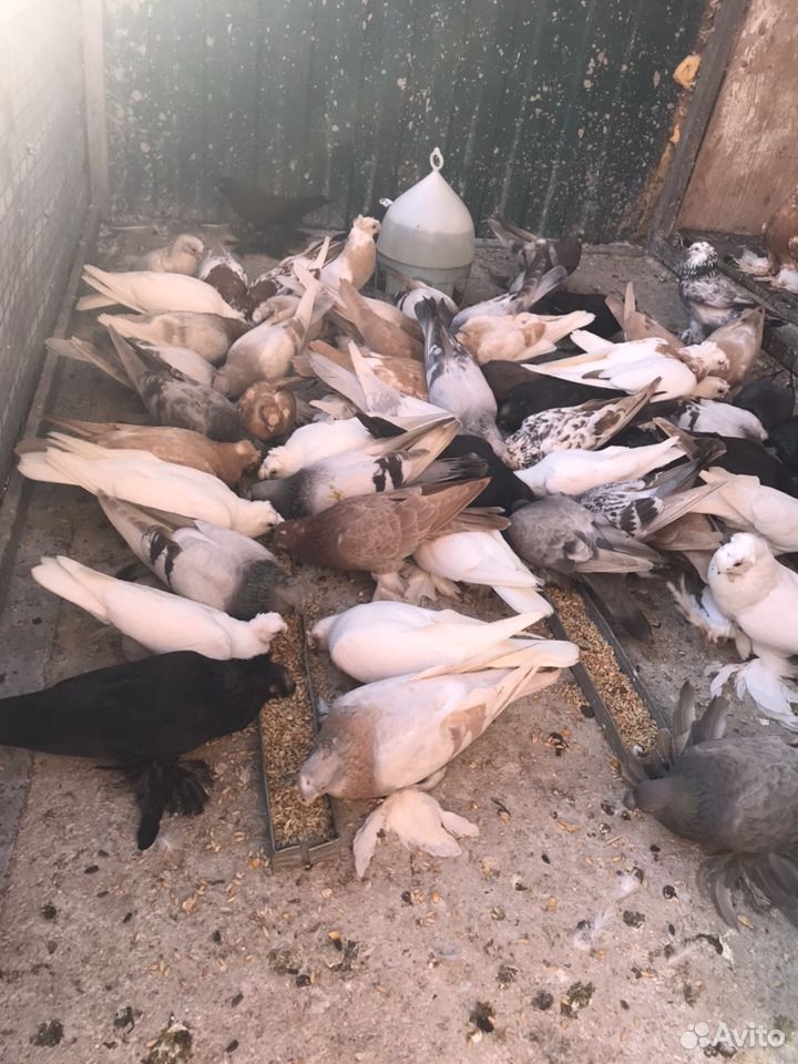 Продаю узбекских голубей. Не вольер все летают купить на Зозу.ру - фотография № 2