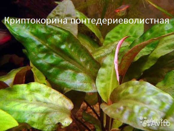 Аквариумные Растения купить на Зозу.ру - фотография № 1