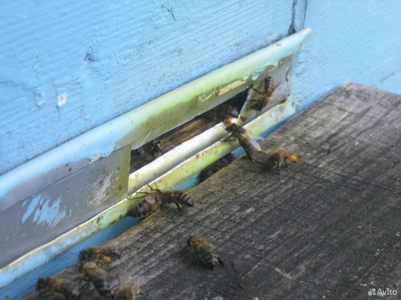 Пчелы купить на Зозу.ру - фотография № 4