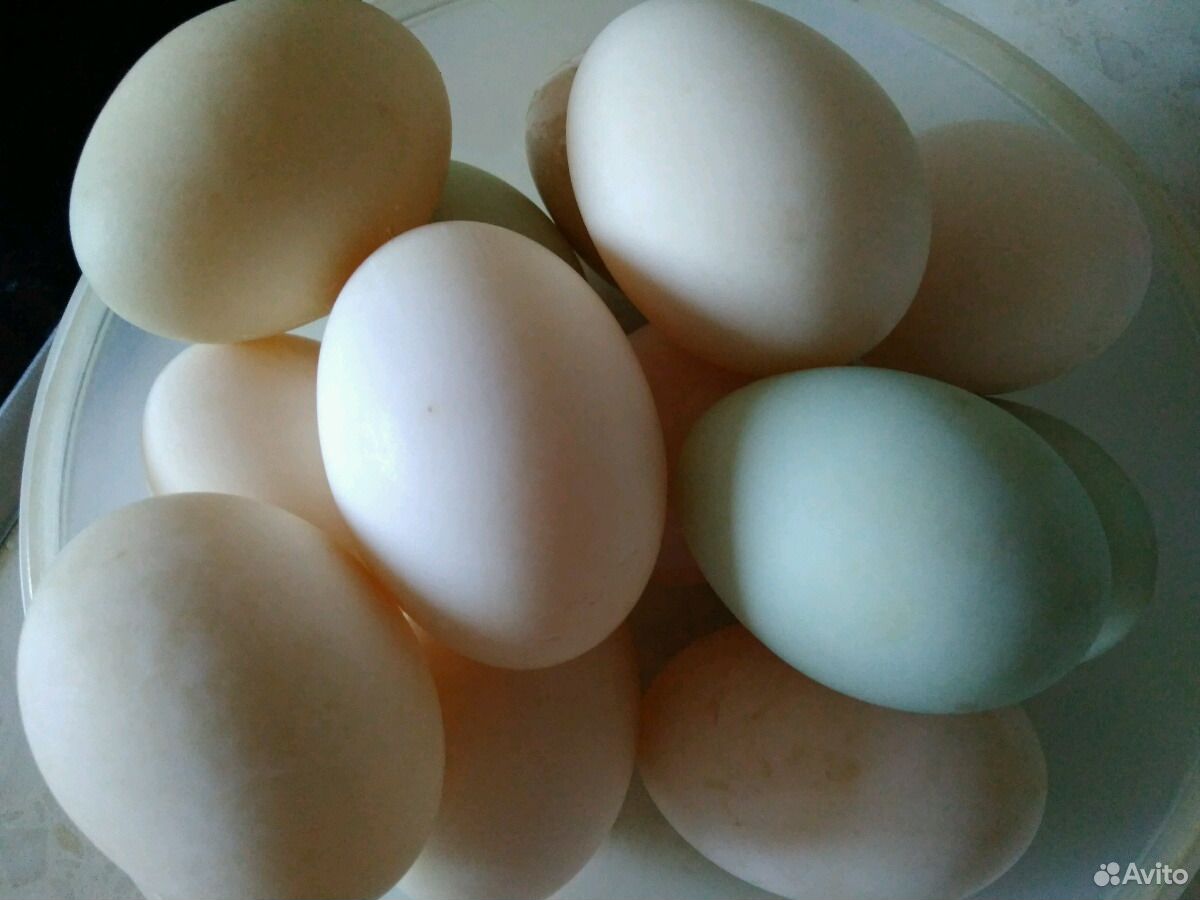 Яйца куриные, утиные, гусиные купить на Зозу.ру - фотография № 3