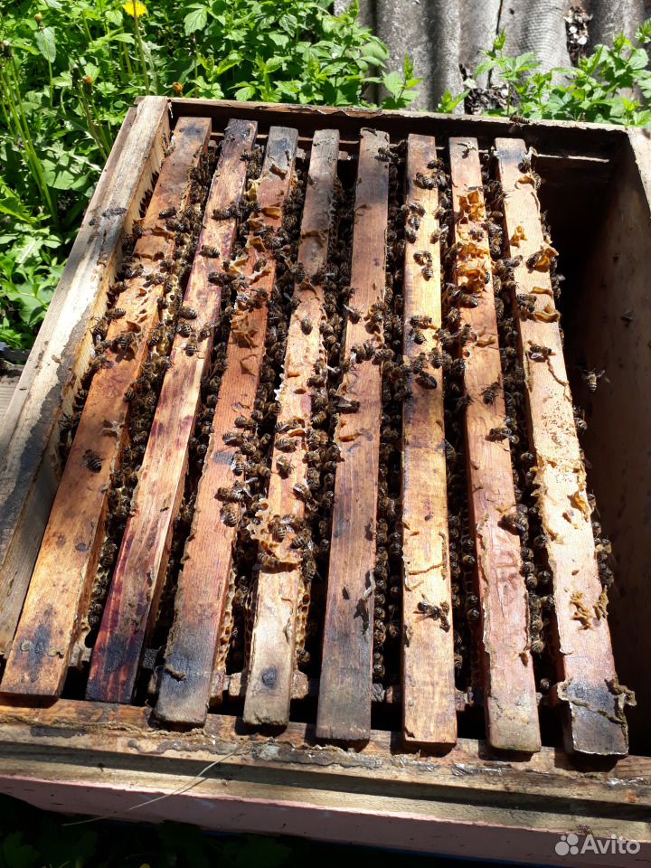 Отводки и пчелосемьи купить на Зозу.ру - фотография № 2