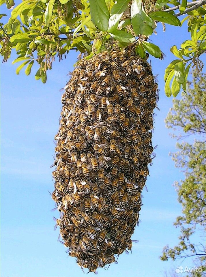 Помогу Вам убрать рой пчел с Вашей территории купить на Зозу.ру - фотография № 1