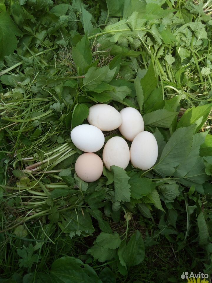 Яйцо-куриное купить на Зозу.ру - фотография № 1
