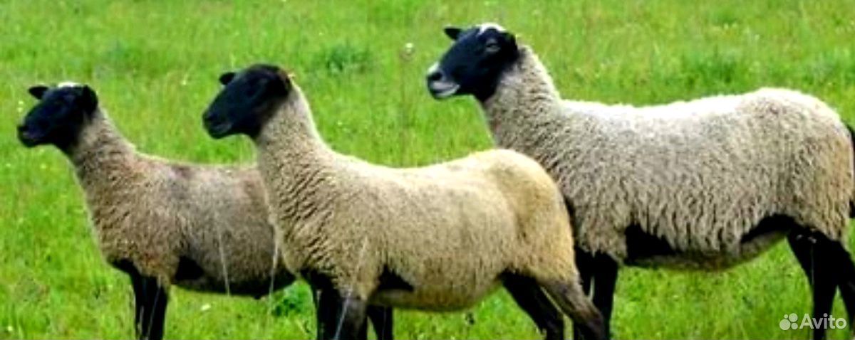 Овцы бараны на Курбан Байрам купить на Зозу.ру - фотография № 5