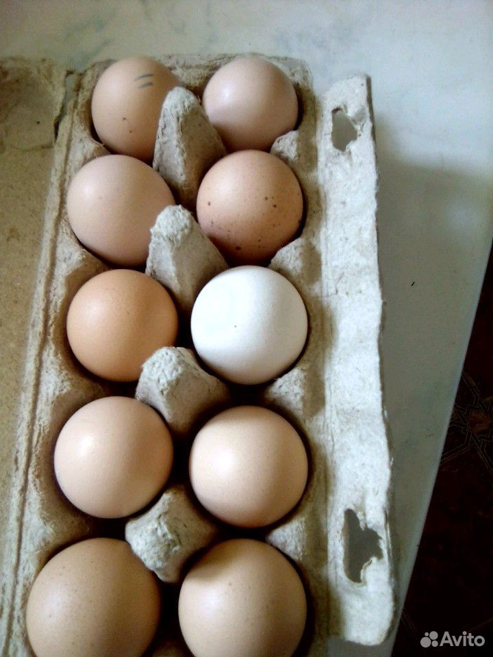 Инкубационое яйцо.Принимаю заказы на вывод купить на Зозу.ру - фотография № 1