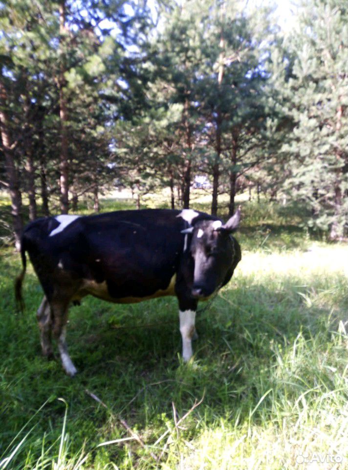 Продадим корову купить на Зозу.ру - фотография № 2