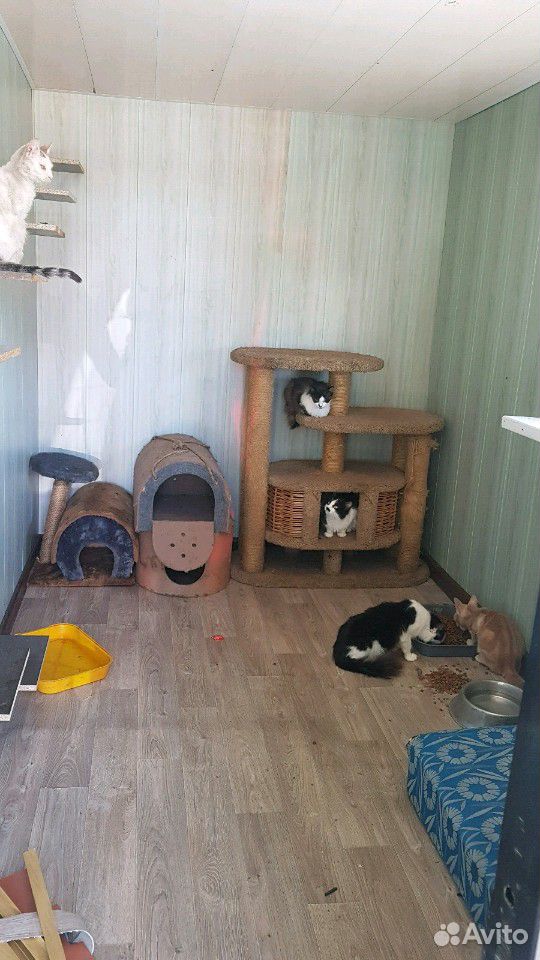 Котики ищут дом купить на Зозу.ру - фотография № 4