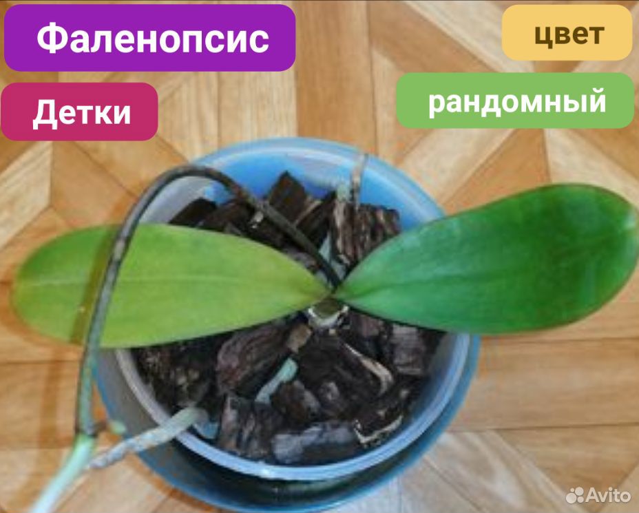 Фаленопсис орхидея купить на Зозу.ру - фотография № 1