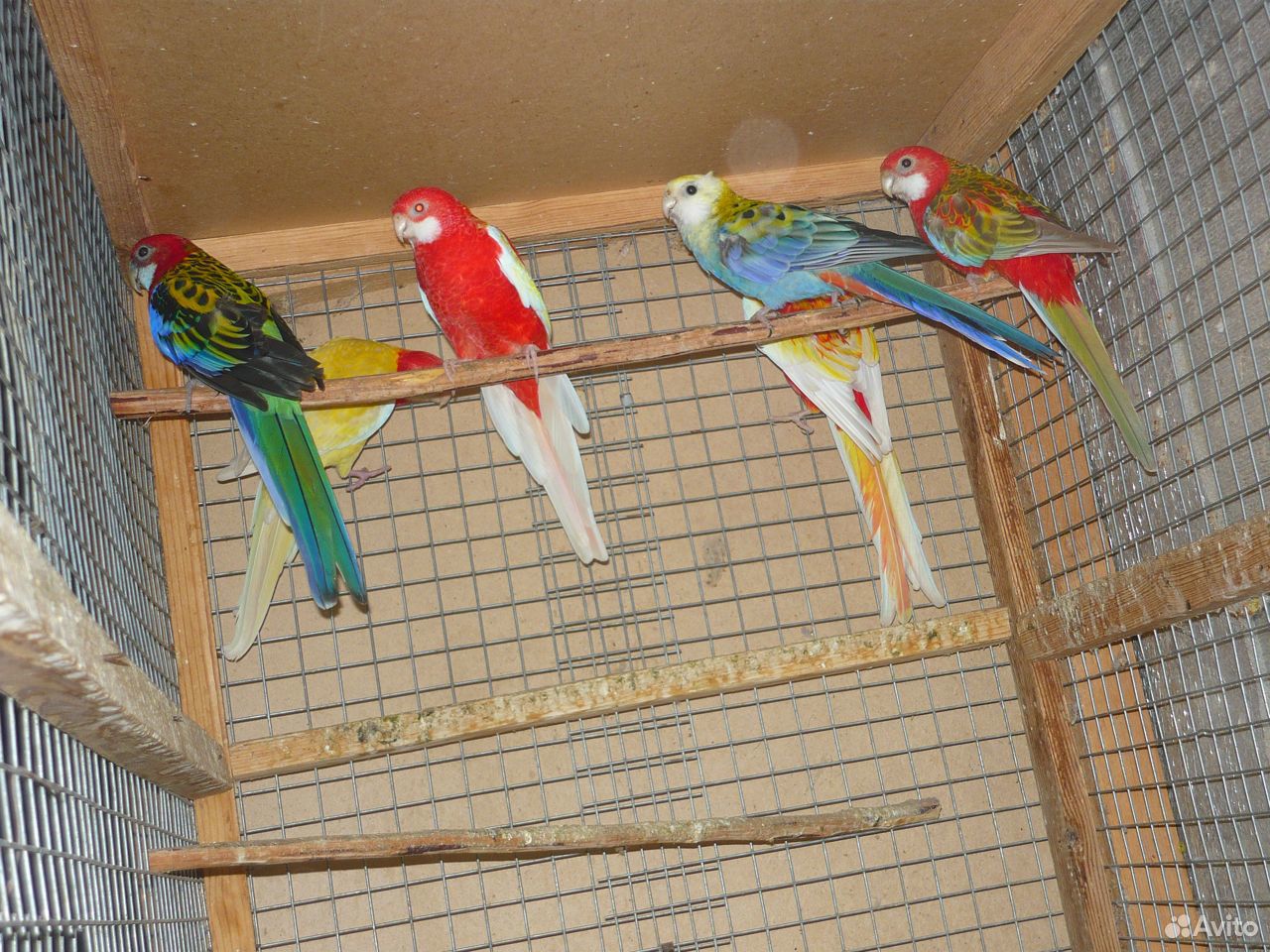 Попугаи волнистые разных цветов купить на Зозу.ру - фотография № 2