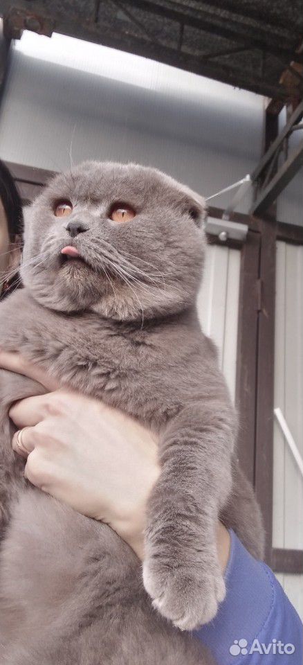 Вязка с опытным котом купить на Зозу.ру - фотография № 3