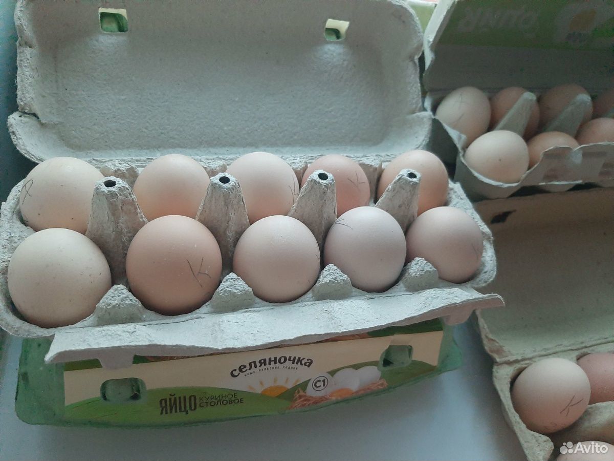 Купить инкубационное яйцо кучинской. Курица Адлерская серебристая.