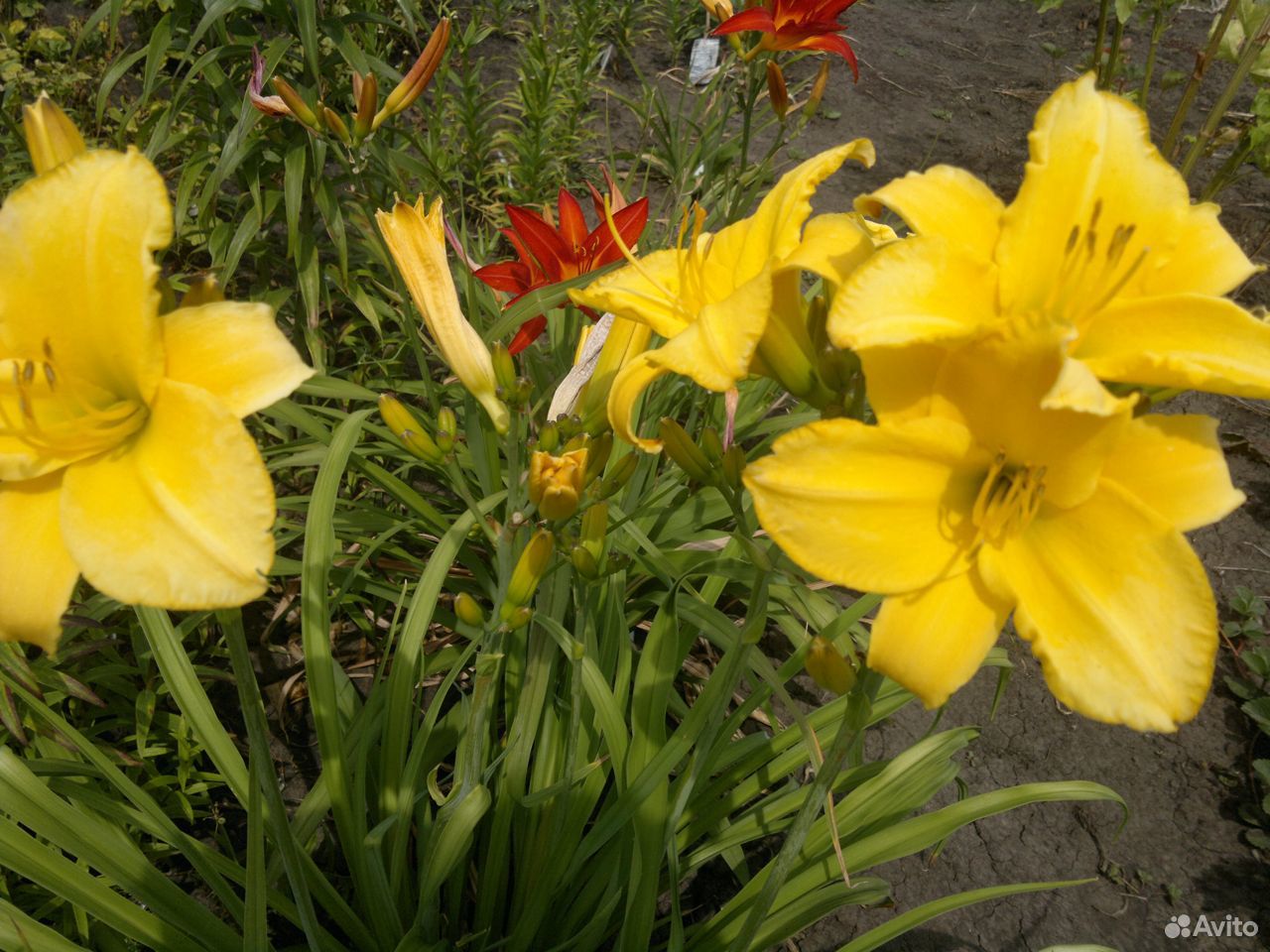Лилейники - цветы многолетки на июль купить на Зозу.ру - фотография № 2