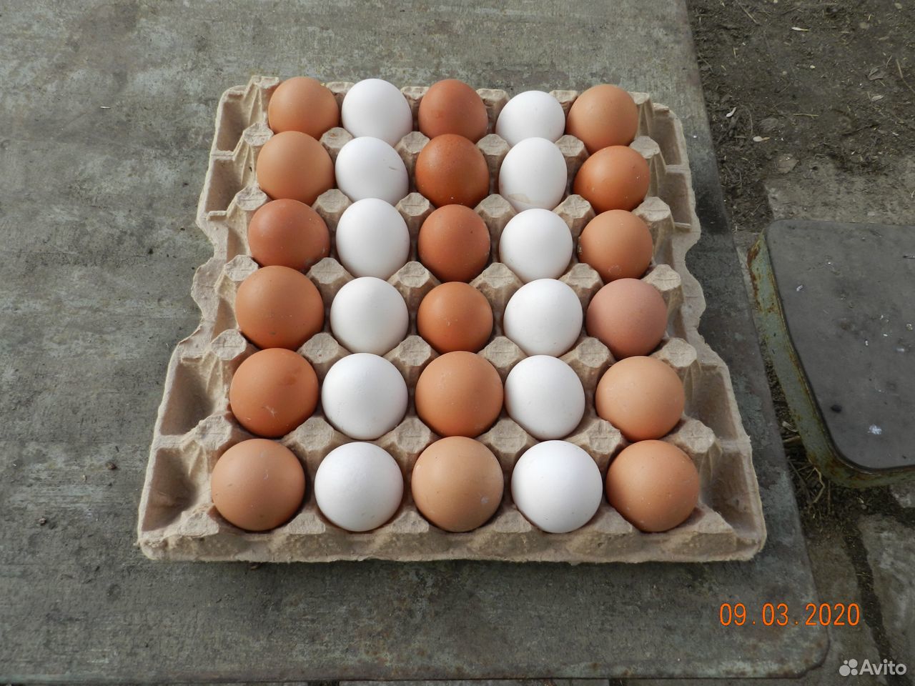 Яйцо домашнее купить на Зозу.ру - фотография № 4
