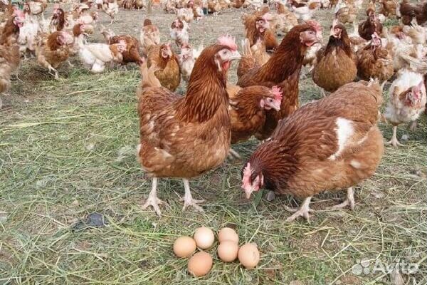 Яйцо куриное крупное купить на Зозу.ру - фотография № 1
