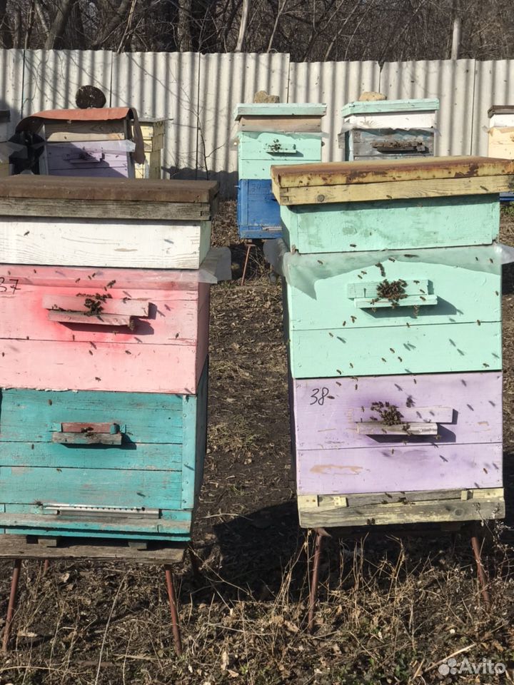 Пчёлы купить на Зозу.ру - фотография № 2