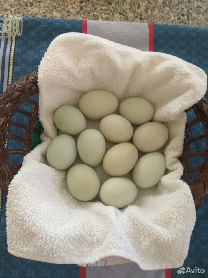 Яйцо инкубационное Легбар купить на Зозу.ру - фотография № 1