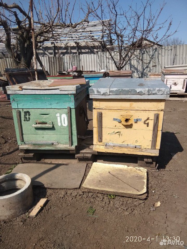 Пчелиные семьи с ульями купить на Зозу.ру - фотография № 1