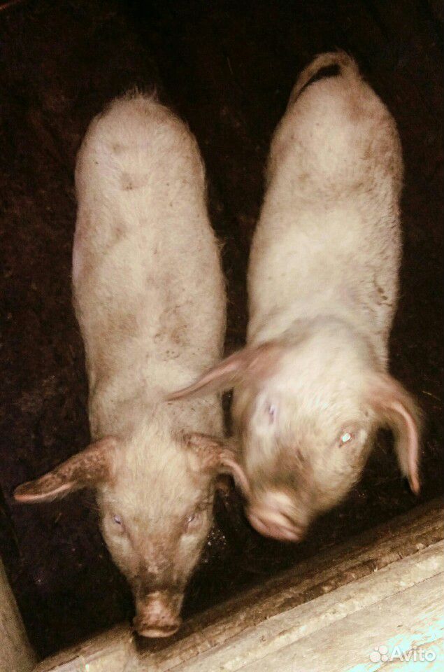 Свинья и 2 свинки купить на Зозу.ру - фотография № 4