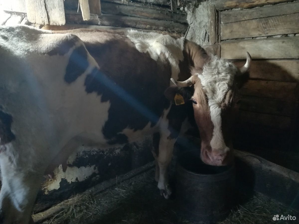 Корова 4 года купить на Зозу.ру - фотография № 2
