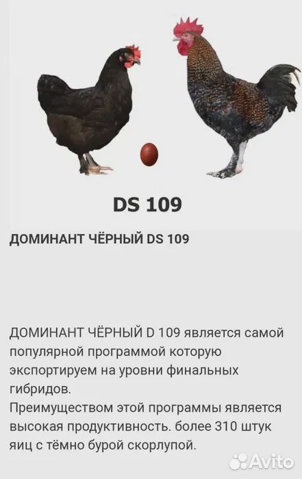 Доминант куры 109 порода кур. Доминант ds109. Доминант ДС 109 куры описание породы. Доминант ds109 яйцо. Доминант 107 порода кур.