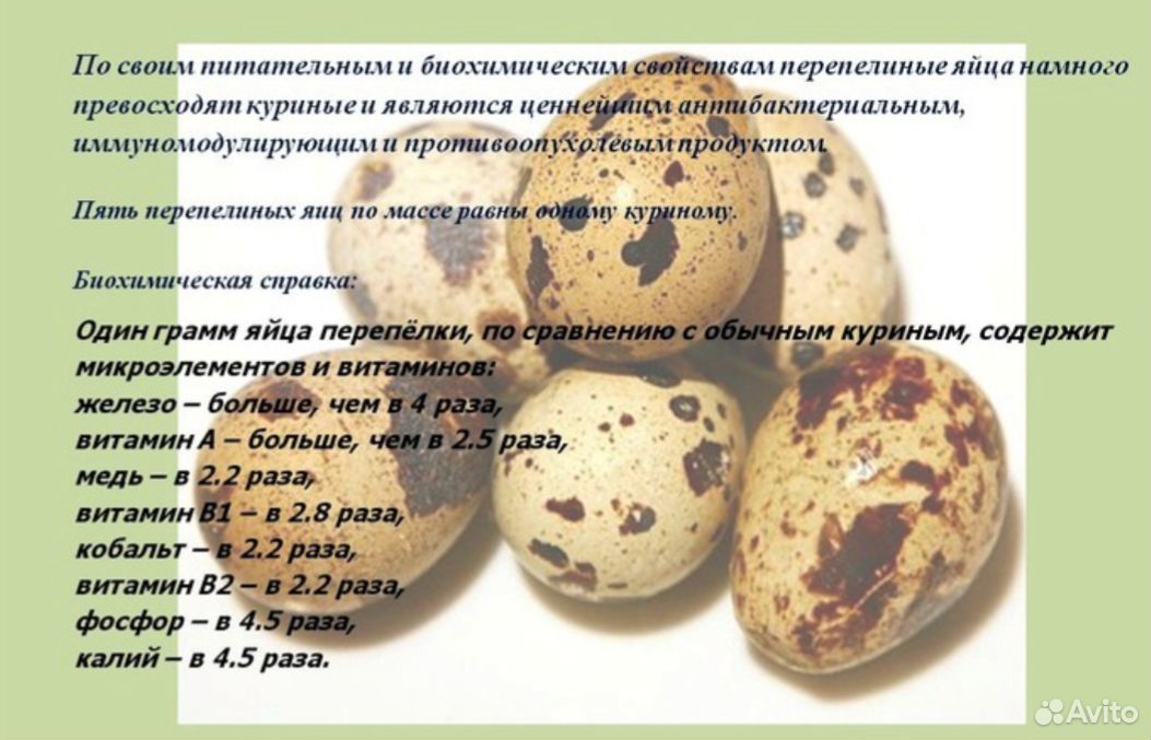 Яцо перепелиное купить на Зозу.ру - фотография № 1