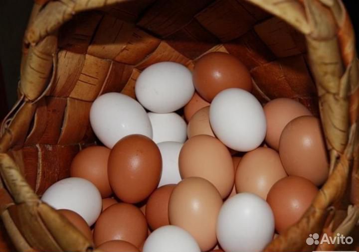 Продаются домашние куриные яйца купить на Зозу.ру - фотография № 1