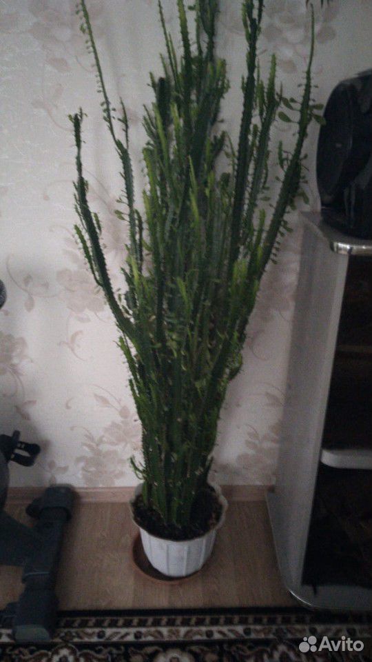 Комнатные растения купить на Зозу.ру - фотография № 3