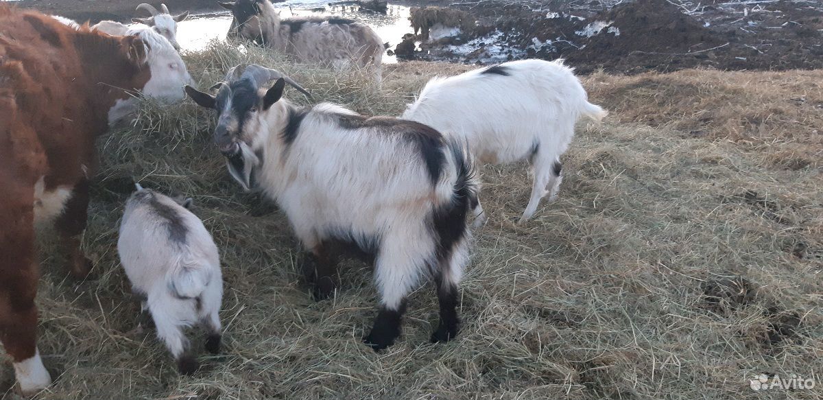 Альпийские козы, козлята, козёл купить на Зозу.ру - фотография № 2