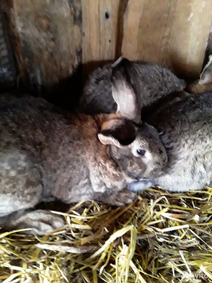 Кролики четырёх месяцев,и самки с малышами в налич купить на Зозу.ру - фотография № 4