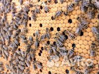 Пчело-пакеты, пчело-семьи купить на Зозу.ру - фотография № 3
