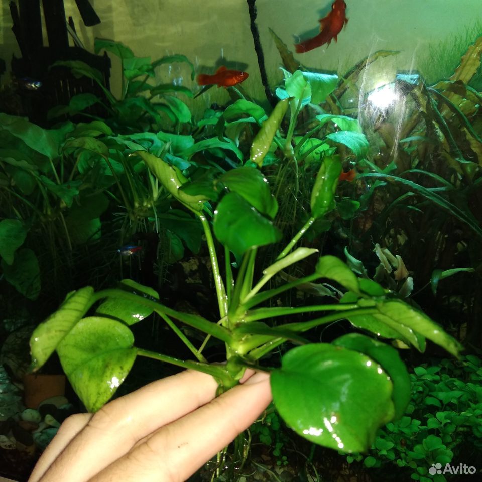 Растения в аквариум купить на Зозу.ру - фотография № 8