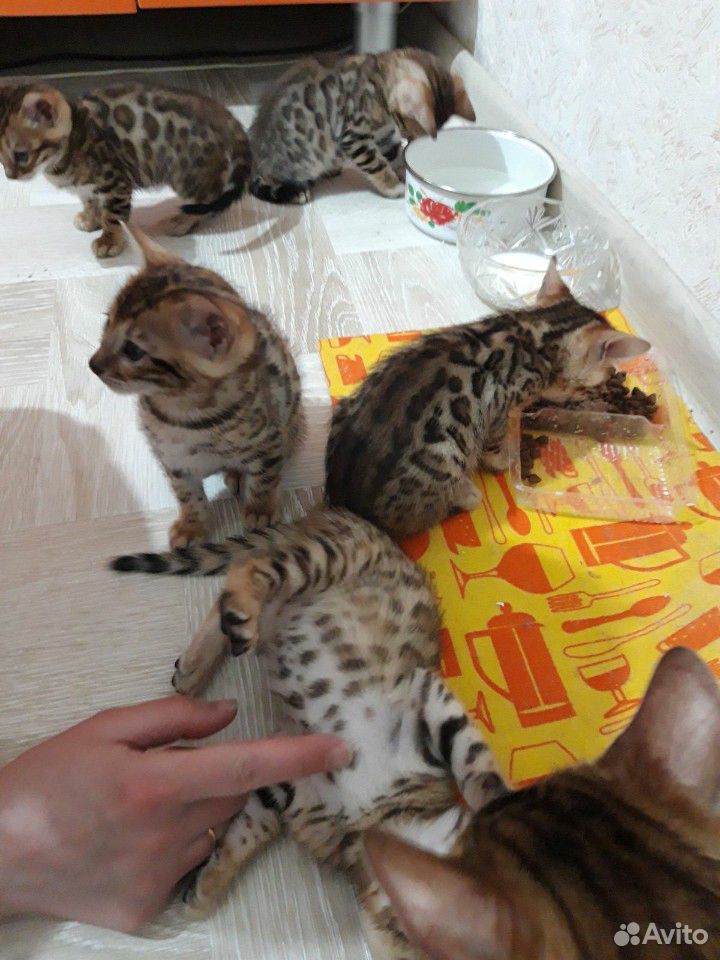 Продам бенгальских котят купить на Зозу.ру - фотография № 1