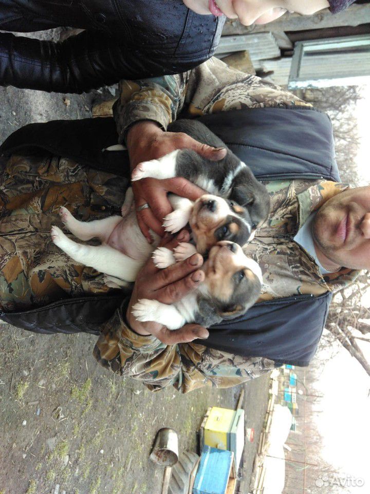 Собака пегая гончая купить на Зозу.ру - фотография № 3