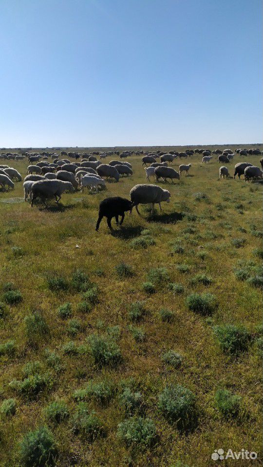 Овцы матки с ягняти купить на Зозу.ру - фотография № 4