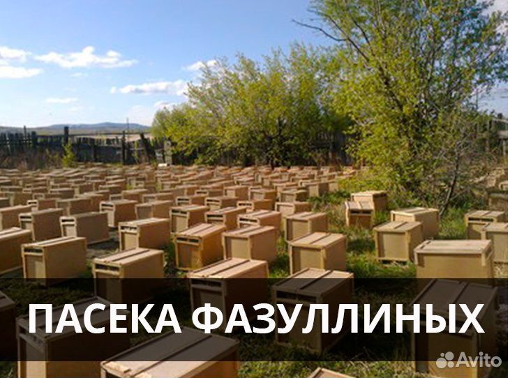 Пчелопакеты - доставка купить на Зозу.ру - фотография № 1