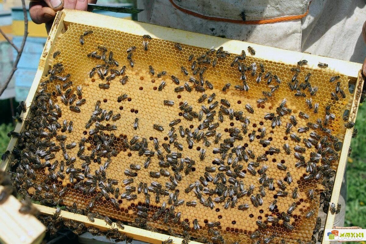 Пчелосемьи и отводки купить на Зозу.ру - фотография № 3