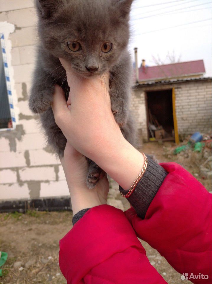 Кот и Кошка купить на Зозу.ру - фотография № 4