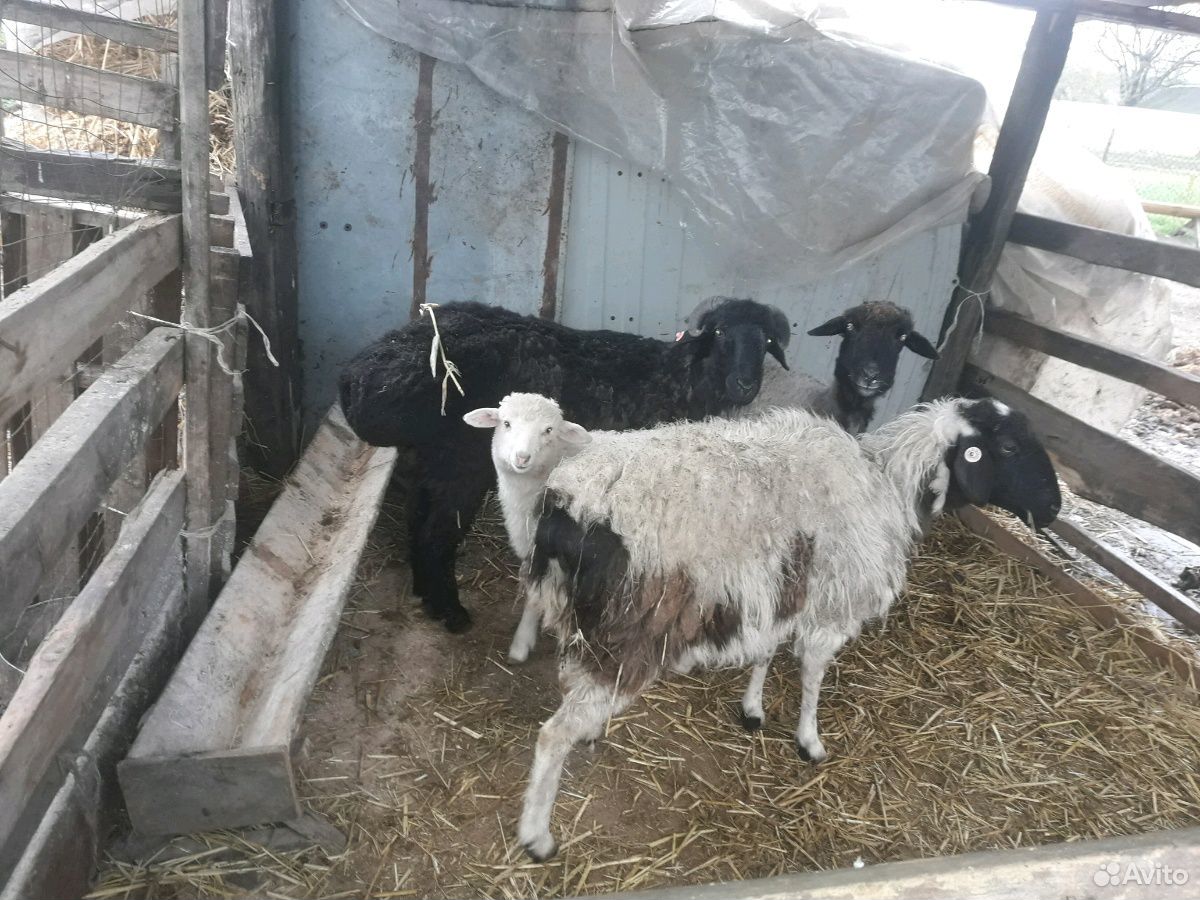 Один баран две овци и один ягнёнок купить на Зозу.ру - фотография № 1