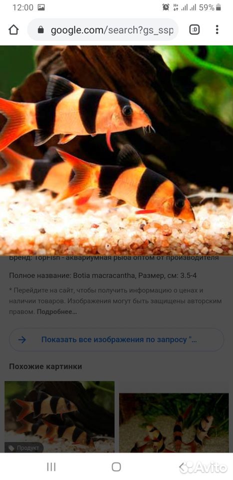 Рыбки боции купить на Зозу.ру - фотография № 1