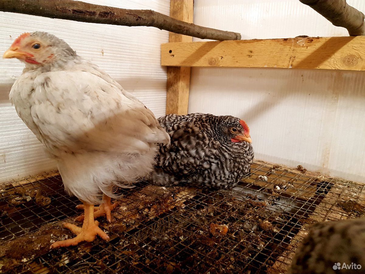 Цыплята (петушки чешский доминант) продам красавце купить на Зозу.ру - фотография № 2