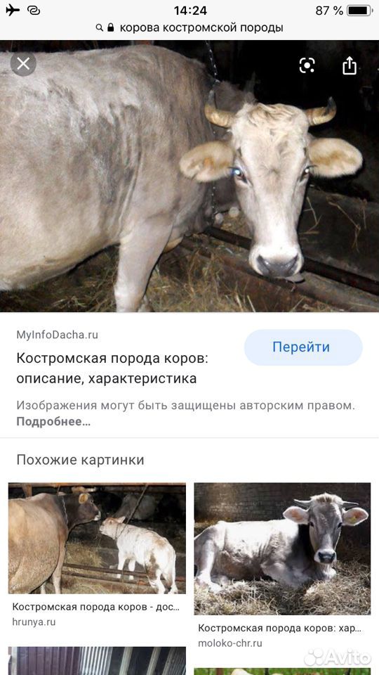 Корова на 2оттёл купить на Зозу.ру - фотография № 1