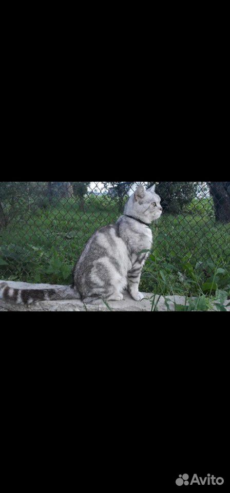Вязка кота купить на Зозу.ру - фотография № 2