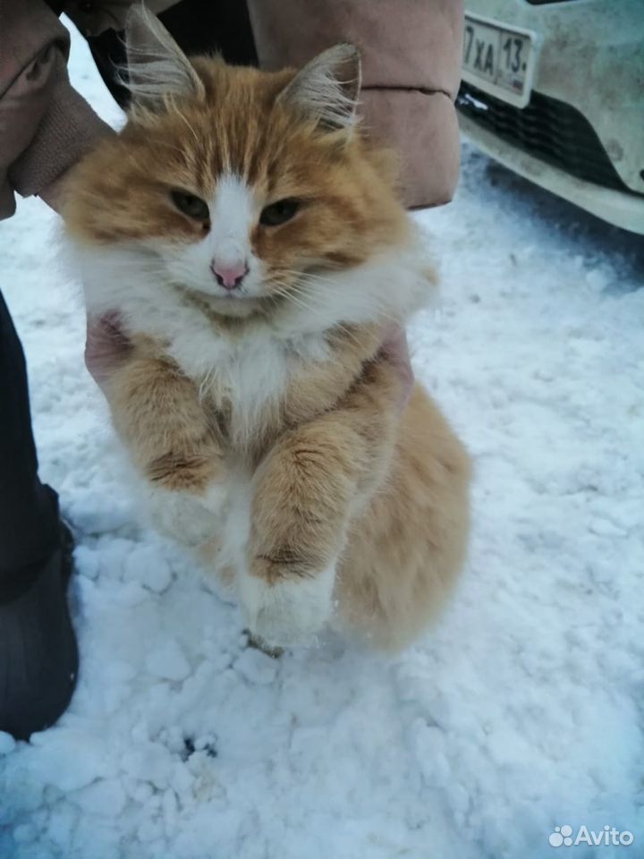 Котик в дар купить на Зозу.ру - фотография № 1
