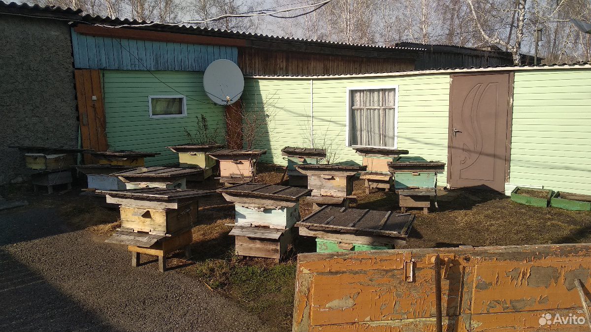 Пчелы серые среднерусские купить на Зозу.ру - фотография № 2
